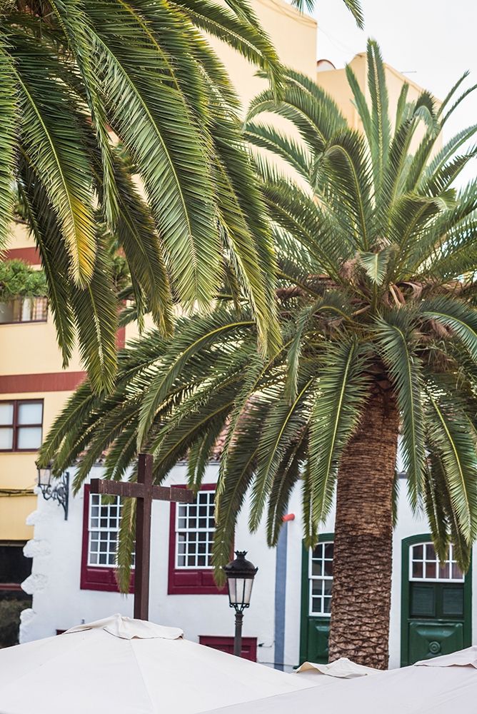 Canary Islands-La Palma Island-Santa Cruz de la Palma-palm tree